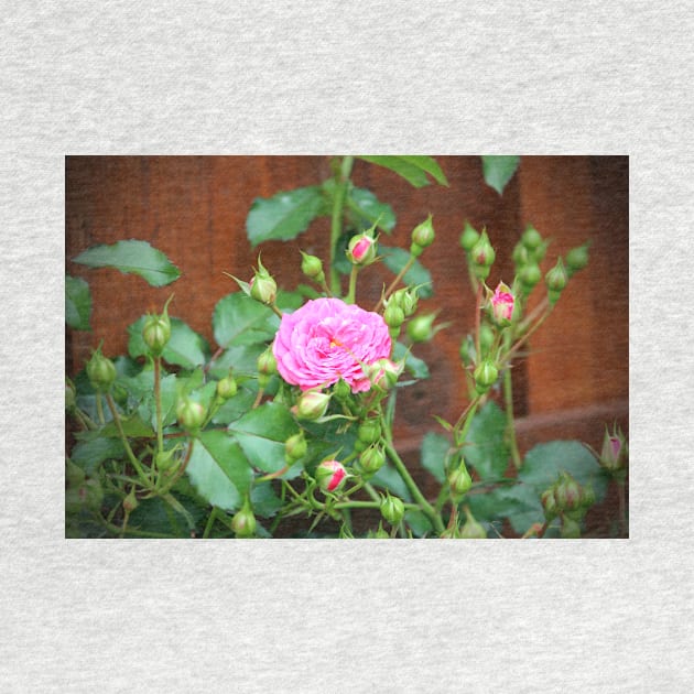 Pink Rose With Buds by Cynthia48